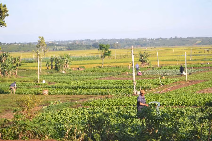  Người dân xã A Dơk chăm sóc cây trồng tại cánh đồng Ia Kut. Ảnh: H.C