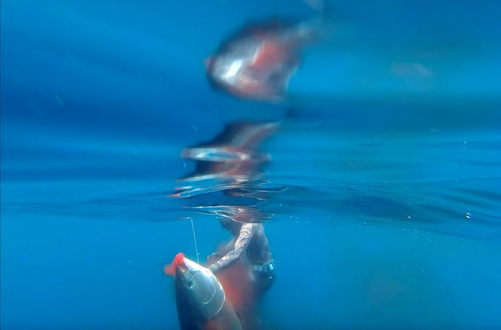 3 Ryder Devoe, 19 tuổi, bơi cùng chú cá ngừ ở ngoài khơi San Diego, California, Mỹ.