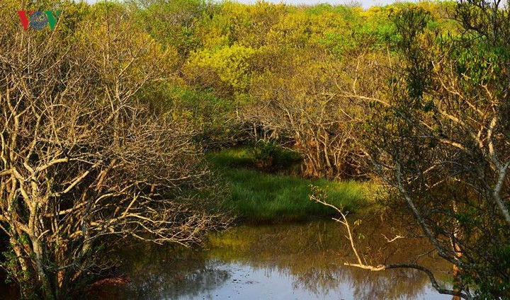 Ai bảo Huế không có mùa thu? Không những có, mà còn là mùa thu vàng lãng mạn nữa đó. Không tin, bạn hãy đến rừng ngập mặn Rú Chá một lần để cảm nhận.