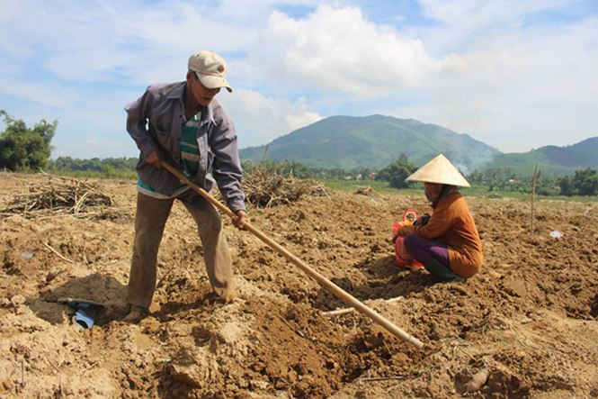 Đào bắt sùng đất ở Nghĩa Hành - Ảnh Ng. Ngọc