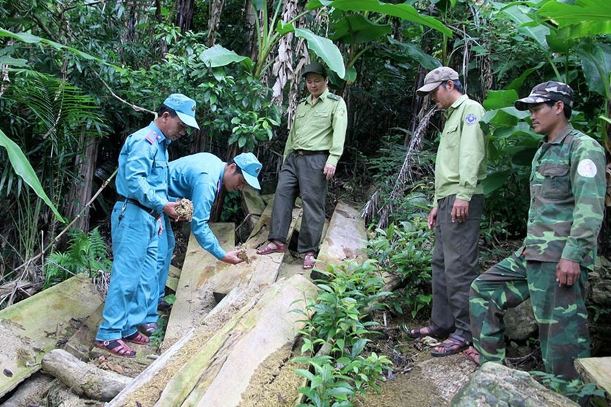Lực lượng bảo vệ rừng gồm chủ rừng, kiểm lâm và lâm tặc đã được “cảm hóa” kiểm tra hiện trường tiểu khu 678D và 688. Ảnh: HƯNG THƠ
