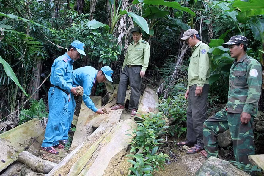 Lực lượng bảo vệ rừng gồm chủ rừng, kiểm lâm và lâm tặc đã được “cảm hóa” kiểm tra hiện trường tiểu khu 678D và 688. Ảnh: HƯNG THƠ