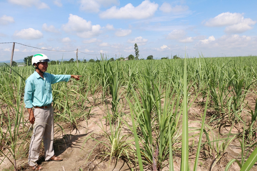 Ruộng mía của anh Thắng mới trồng lại. Ảnh: Q.T