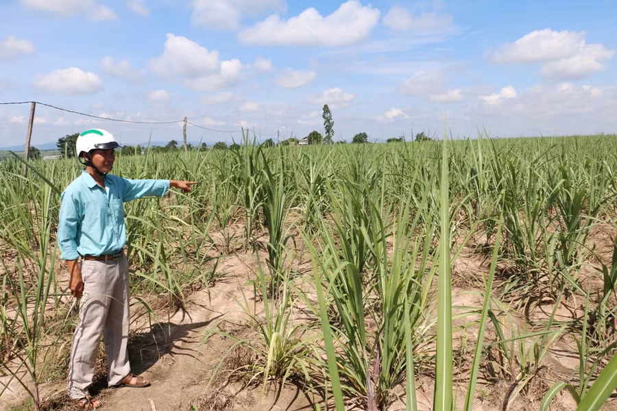 Ruộng mía của anh Thắng mới trồng lại. Ảnh: Q.T