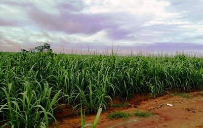 Thời gian tới, diện tích mía sẽ được nhân rộng. Ảnh: Trần Dung Thời gian tới, diện tích mía sẽ được nhân rộng. Ảnh: Trần Dung