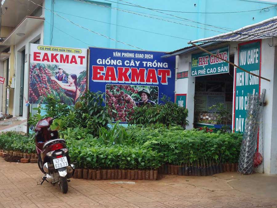 Hiện nay loại giống mít Thái siêu sớm tại Đak Lak có giá rất cao nhưng vẫn khan hiếm. Ảnh: Bá Thăng Hiện nay loại giống mít Thái siêu sớm tại Đak Lak có giá rất cao nhưng vẫn khan hiếm. Ảnh: Bá Thăng