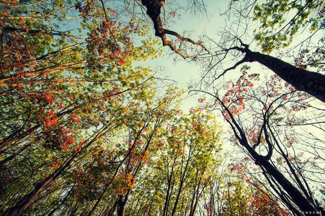 Mùa cao su thay lá vẽ lên nền trời những sắc màu tươi tắn, thơ mộng. Ảnh: Cao Cát/Tuoitre