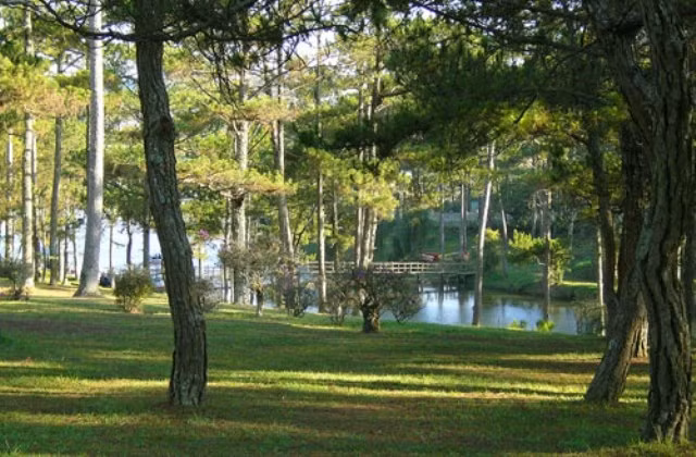 Đồi thông một buổi chiều