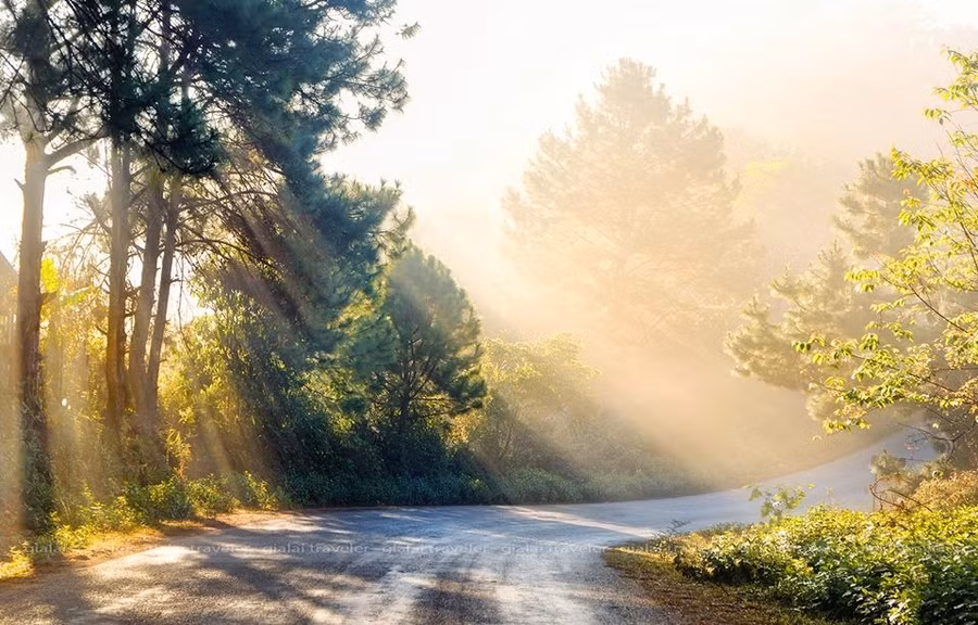 Để ta tìm đâu đó giọt nắng đang gọi chồi non lộc biếc - Ảnh: Ngô Thành Công