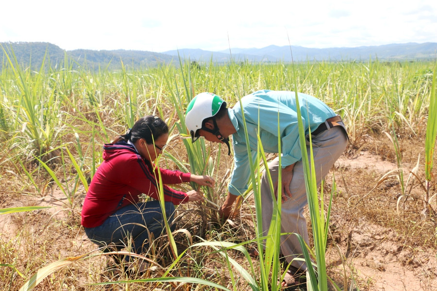 Anh Thắng chỉ cho PV ruộng mía bị nhiễm bệnh trắng lá mía gần như toàn bộ của bố mình. Ảnh: Q.T