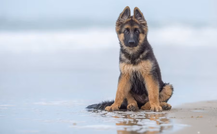 Giải ba hạng mục Puppies của Ruud Lauritsen