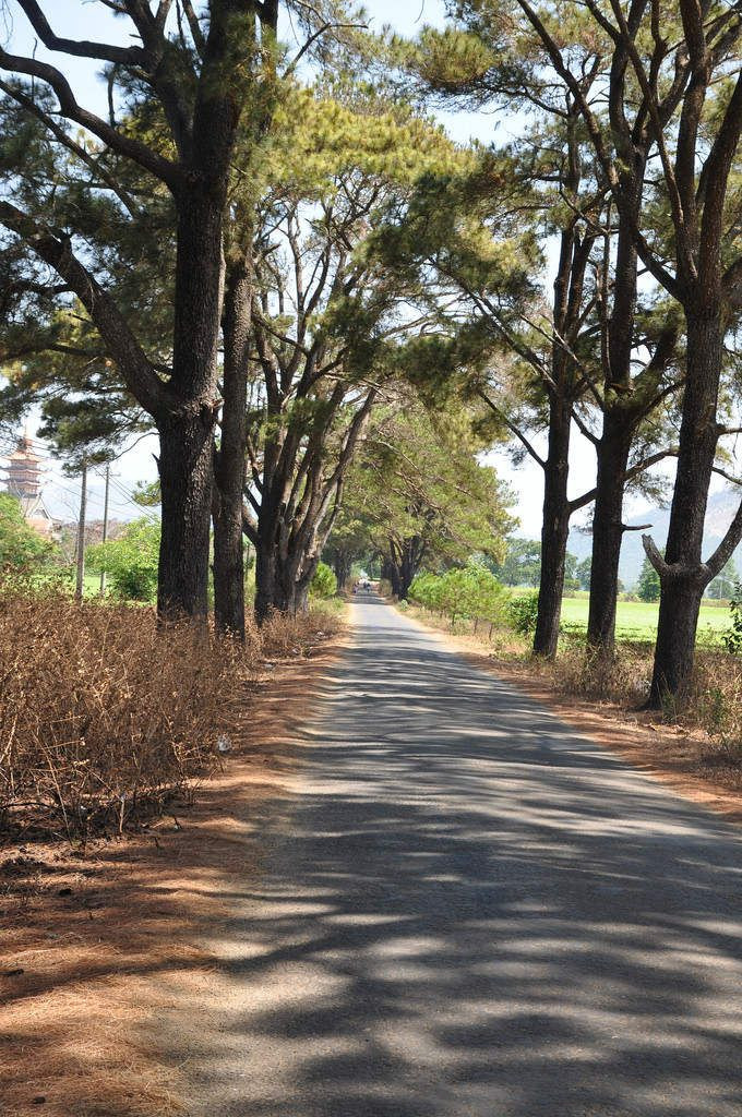 Thông lá kim dọc theo nương chè hai bên đường. - Ảnh: Hoài Nhân