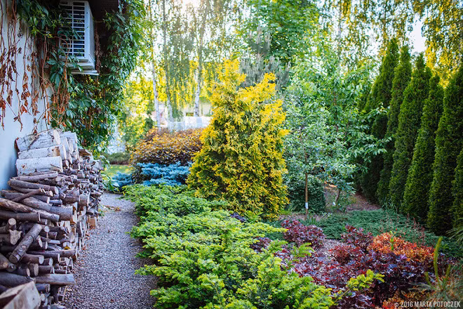 Những loài rau củ sạch được thu hoạch thường xuyên cung cấp lượng thức ăn phục vụ sinh hoạt cho cả gia đình.