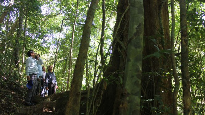 Thi thoảng du khách sẽ gặp những cây gỗ lớn ba người ôm không xuể.