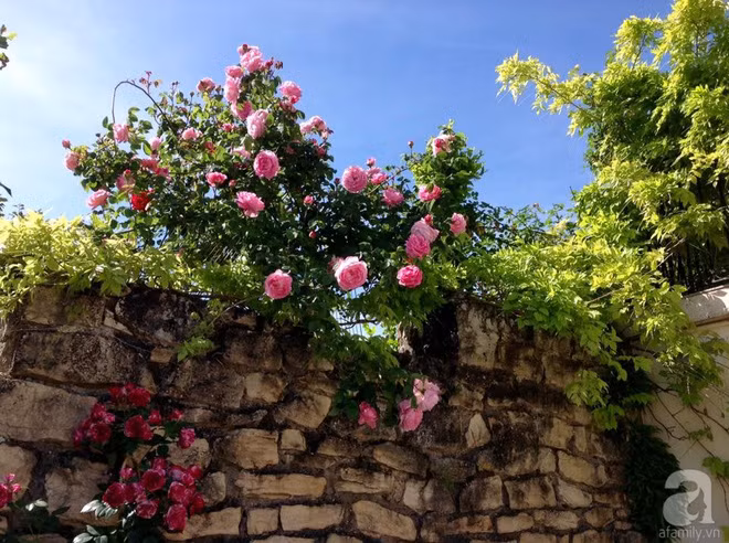 Hồng nở làm duyên trên tường đá.