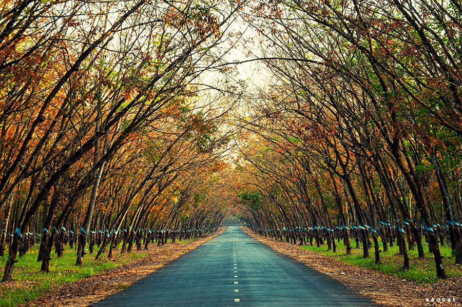 Mùa này, các rừng cao su đang rụng lá tạo nên 