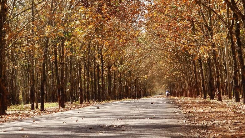 Rừng cao su mùa này thắp lên những ánh vàng thơ mộng của trời thu. Ảnh: Hồng Thiên 4