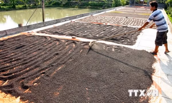  Nông dân huyện Đồng Phú (Bình Phước) phơi hạt tiêu. Ảnh: TTXVN
