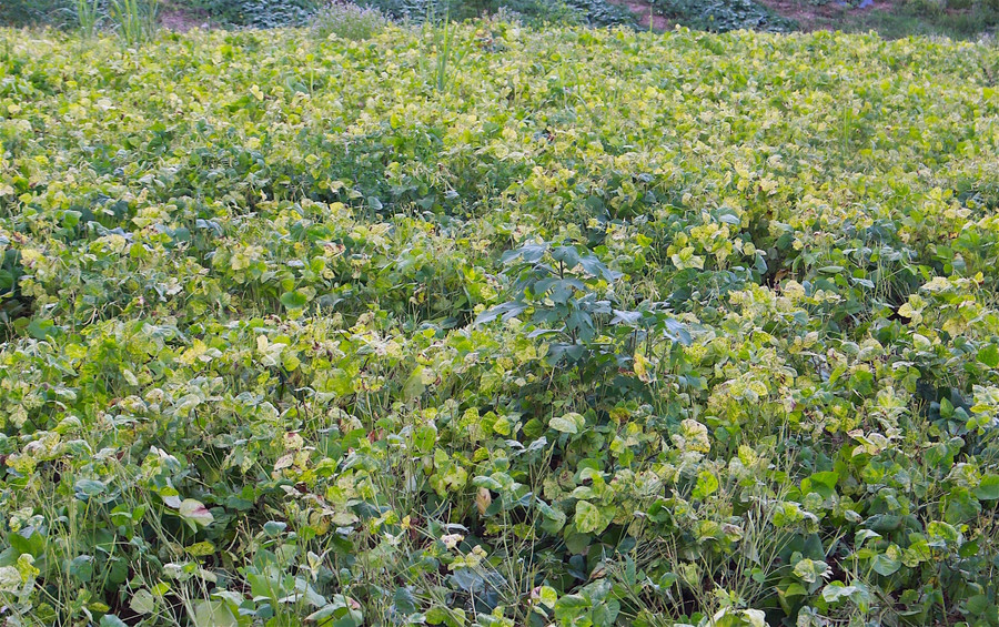 Bệnh vàng lá làm đậu xanh giảm năng suất và sản lượng. Ảnh: Hồng Thi