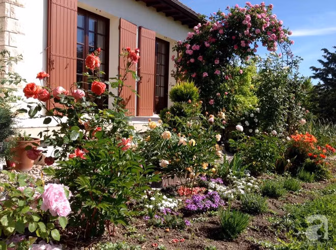 Phía trước nhà được chị Dương trồng nhiều hoa hồng.