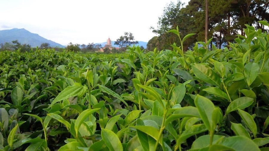 Những búp chè non xanh mơn mởn. - Ảnh: Vũ Nguyễn