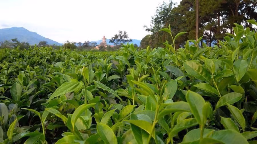 Những búp chè non xanh mơn mởn. - Ảnh: Vũ Nguyễn