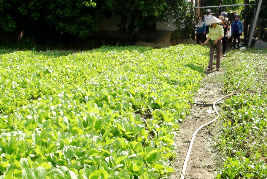 Mô hình hứa hẹn sẽ mạng lại hiệu quả kinh tế cao. Ảnh: Q.T 