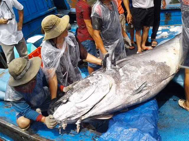 Cá ngừ "khủng" nặng 280 kg và dài 2,46 mét được ngư dân huyện Hoài Nhơn, tỉnh Bình Định câu được ở vùng biển Trường Sa nhưng tiếc rằng chỉ bán được 100.000 đồng/kg. Cá ngừ