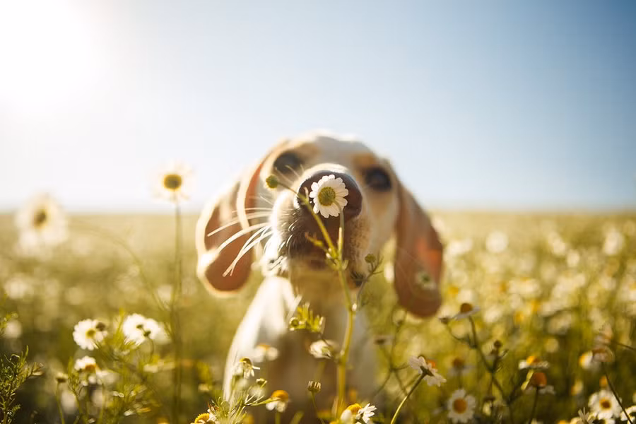 Giải nhì hạng mục Dogs At Play của Rodrigo Capuski