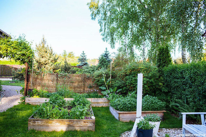 Không đi theo các thiết kế thông thường, chủ nhân ngôi nhà sử dụng bồn gỗ lớn như thế này để quây lại trồng rau cho gọn gàng, sạch sẽ.