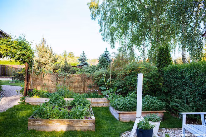 Không đi theo các thiết kế thông thường, chủ nhân ngôi nhà sử dụng bồn gỗ lớn như thế này để quây lại trồng rau cho gọn gàng, sạch sẽ.