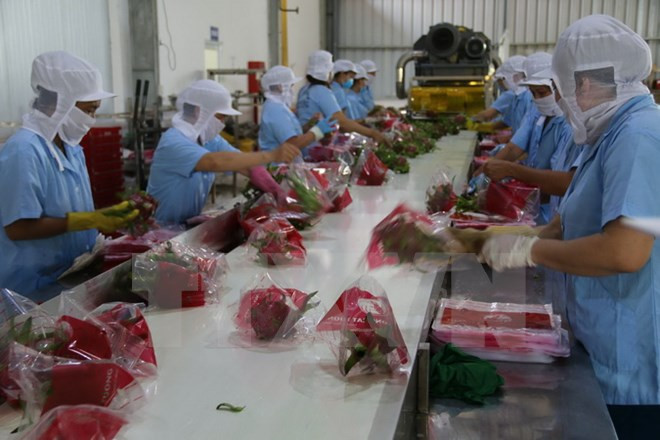 Sơ chế thanh long tại Công ty TNHH sản xuất chế biến nông sản Cát Tường, Tiền Giang.