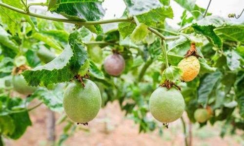 Mới đây, công ty của bầu Đức cho biết sẽ mở ra một hướng đi mới giúp công ty đa dạng hóa sản phẩm, tận dụng quỹ đất trồng chanh dây và các loại cây ăn quả khác. Ảnh minh họa: Dân Việt.