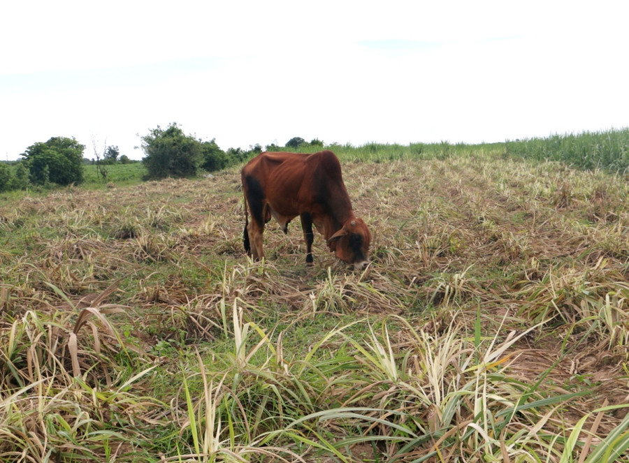 Nhiều diện tích bị nhiễm bệnh nặng nhưng không có tiền thuê máy cày phá bỏ đành chặt cho bò ăn. Ảnh: Q.T