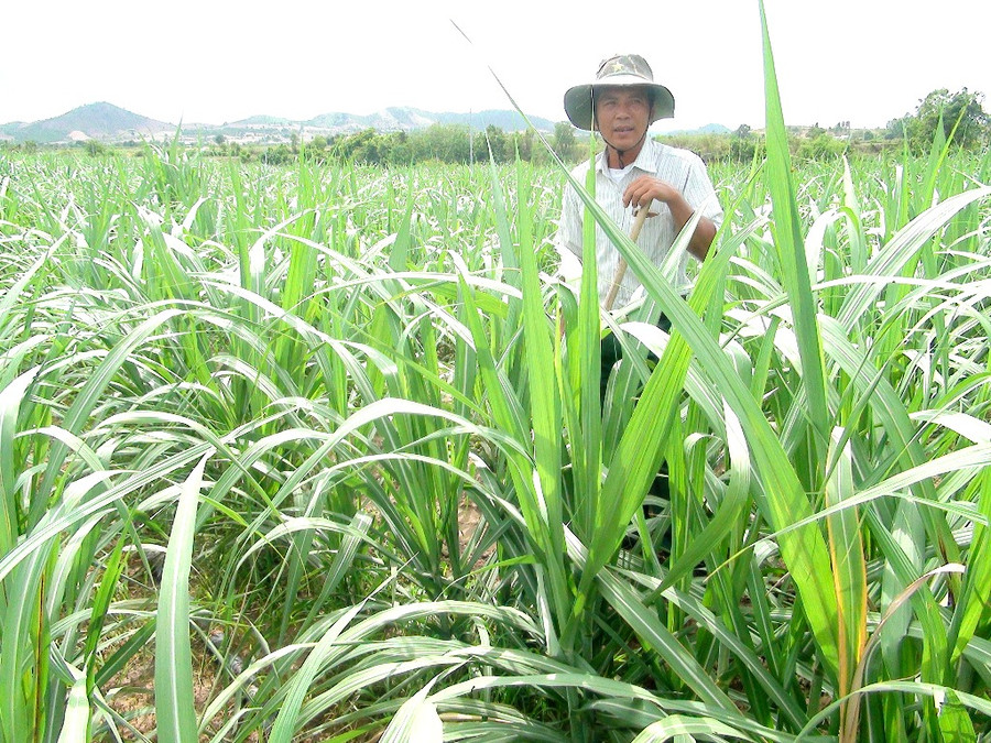 Cựu chiến binh Nguyễn Văn Thỏ đang chăm sóc cánh đồng lúa rộng 5 ha của mình. Ảnh: Q.T