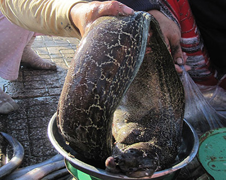 6 người dân ở xã Bình Điền phải nhập viện cấp cứu vì ăn ruột cá chình um măng (ảnh minh họa).