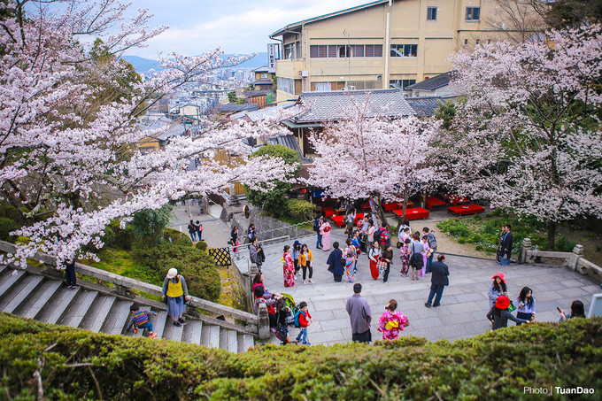 Là một trong số ngôi chùa cổ còn giữ lại được từ thời kỳ Nara (năm 710 - 794), Kiyomizu Dera (hay Thanh Thủy Tự) có diện tích rộng lớn với kiến trúc thiết kế đặc biệt luôn thu hút du khách. Thời điểm hoa anh đào nở rộ được coi là mùa cao điểm tham quan của ngôi chùa khi lượng khách lúc nào cũng đông đúc. Là một trong số ngôi chùa cổ còn giữ lại được từ thời kỳ Nara (năm 710 - 794), Kiyomizu Dera (hay Thanh Thủy Tự) có diện tích rộng lớn với kiến trúc thiết kế đặc biệt luôn thu hút du khách. Thời điểm hoa anh đào nở rộ được coi là mùa cao điểm tham quan của ngôi chùa khi lượng khách lúc nào cũng đông đúc.