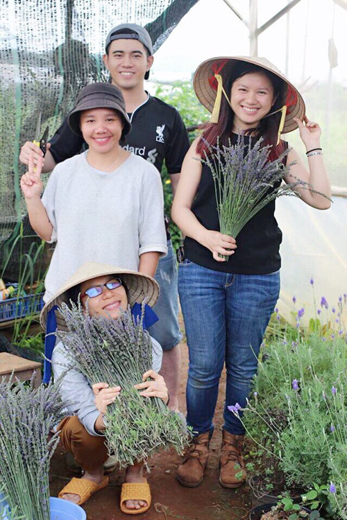 Tường Miên và những người bạn đi thu hoạch oải hương.