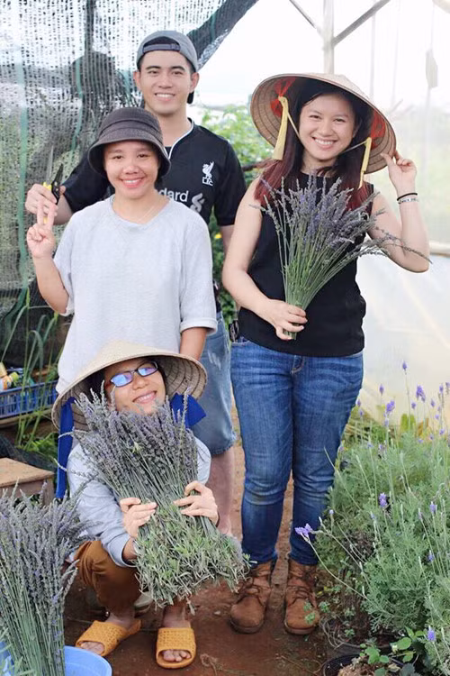 Tường Miên và những người bạn đi thu hoạch oải hương. Tường Miên và những người bạn đi thu hoạch oải hương.