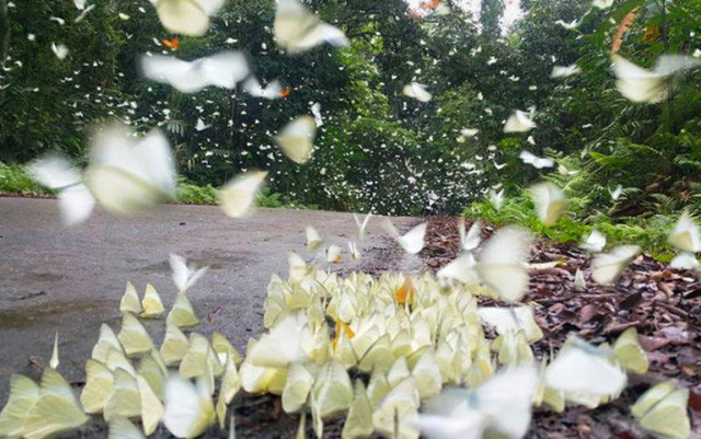 Bướm không chỉ đậu trên ngọn cây mà còn bám theo gót chân du khách.