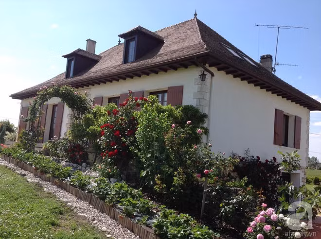 Dọc lối đi vào nhà trải đầy hoa hồng.