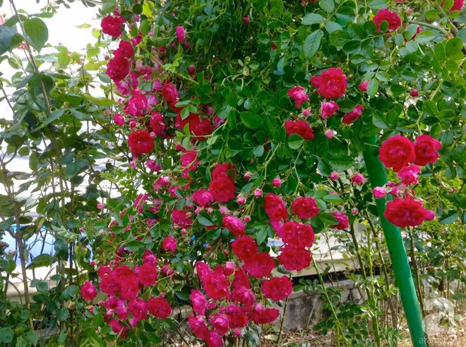 Hồng nở từng chùm rất sai hoa.