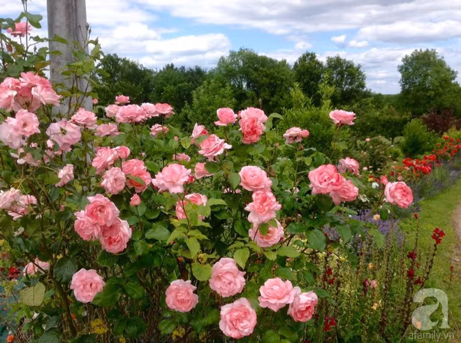 Hồng bụi sai hoa.