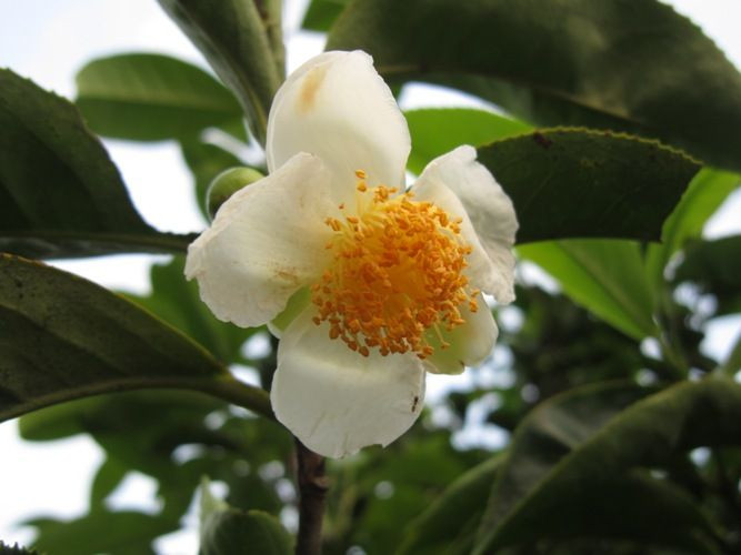  Hoa chè với sắc trắng tinh khôi của một mùa thu hoạch mới - Ảnh: Sưu tầm