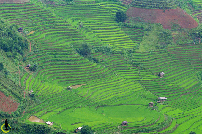 Khác với phía bên huyện Mù Cang Chải đang bắt đầu vào mùa nước đổ, xã Bản Mù nói riêng và huyện Trạm Tấu nói chung đã qua thời điểm gieo cấy, lúa đã lên xanh um từng thửa ruộng, từng thung lũng...