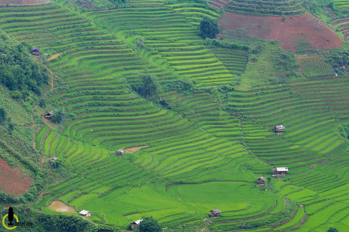 Khác với phía bên huyện Mù Cang Chải đang bắt đầu vào mùa nước đổ, xã Bản Mù nói riêng và huyện Trạm Tấu nói chung đã qua thời điểm gieo cấy, lúa đã lên xanh um từng thửa ruộng, từng thung lũng...
