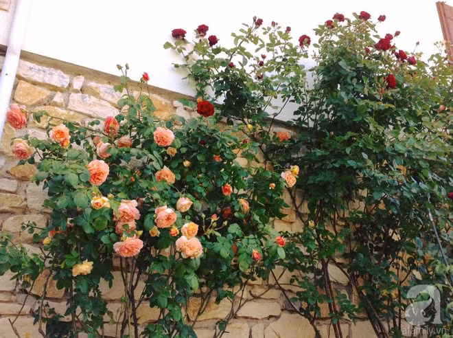 Những bụi hồng rực rỡ.