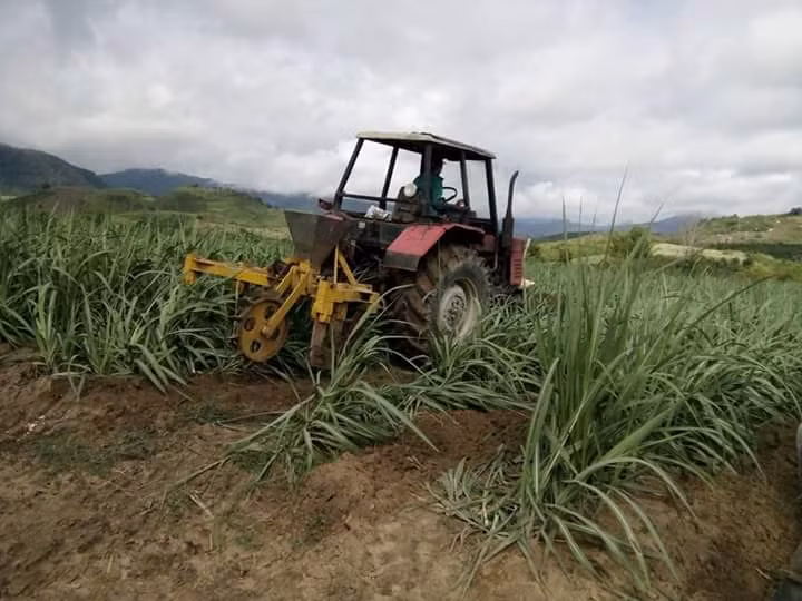  Cơ giới hóa khâu chăm sóc mía ở cánh đồng lớn xã Lơ Ku. Ảnh: Minh Ngân