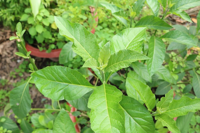 Cây mật gấu có tác dụng hỗ trợ điều trị nhiều bệnh đường tiêu hóa. Cây mật gấu có tác dụng hỗ trợ điều trị nhiều bệnh đường tiêu hóa.