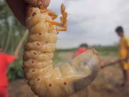  Sùng đất là ấu trùng của con bọ hung, chúng chuyên ăn phá mía non, khoai mì.